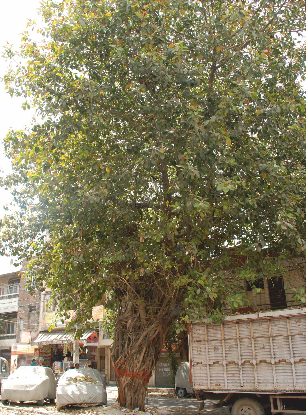 Kalpvriksh